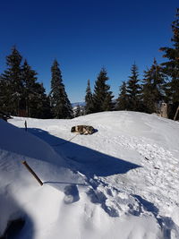 Snow covered land and trees against blue sky