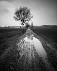 Bare tree on field against sky