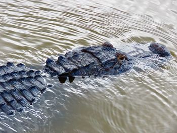 High angle view of crocodile swimming in sea