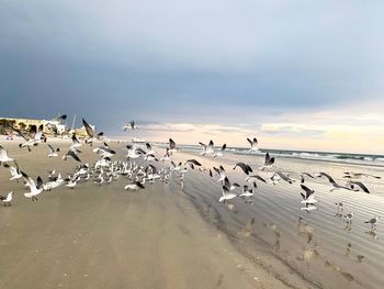 Flock of seagulls at beach against sky