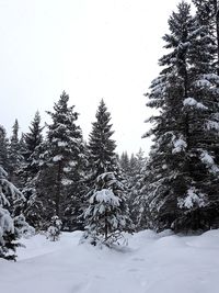 Snow covered pine trees in forest against clear sky