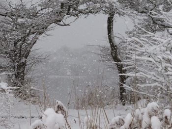 Close-up of frozen bare tree against lake