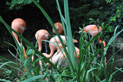 Close-up of mushrooms growing on field