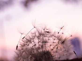 Close-up of dandelion