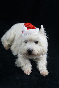 Portrait of puppy on white background