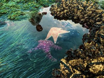 Starfish swimming in sea during low tide