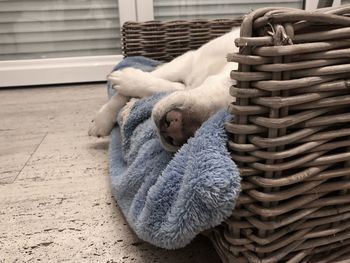 Boy sleeping with toy on blanket