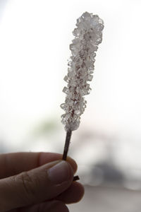 Close-up of hand holding plant during winter