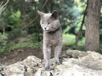 Portrait of a cat looking away