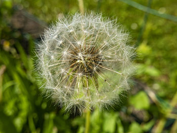 Close-up of dandelion flower