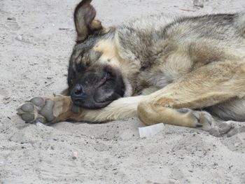 Close-up of cat sleeping on sand