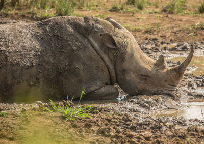 Close-up of animal resting on a land