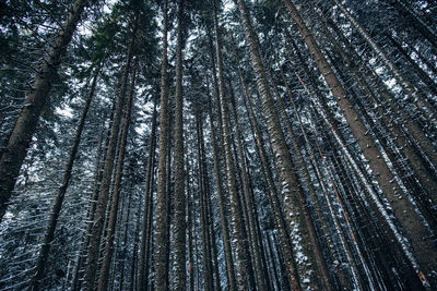 Low angle view of bamboo trees