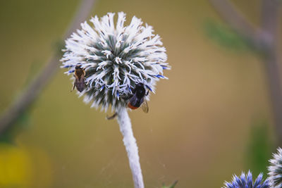 Close-up of bee pollinating flower