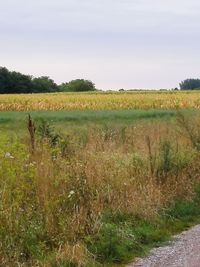 Scenic view of field against sky