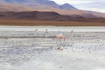 Panoramic view of lagoon laguna de canapa with flamingo at uyuni in bolivia,south america