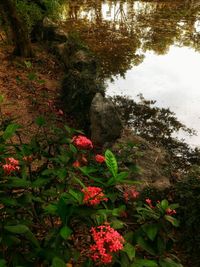 Red flowers growing in water