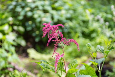 Close-up of pink flowers blooming outdoors