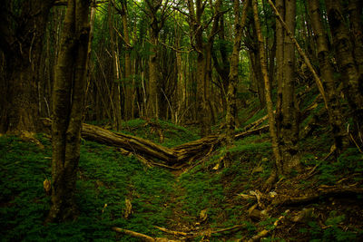 Trees in forest