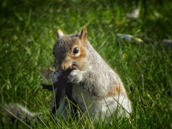 Animal grazing on grassy field