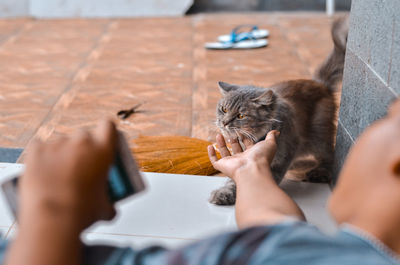 Midsection of hand with cat