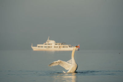 Bird flying over sea against the sky