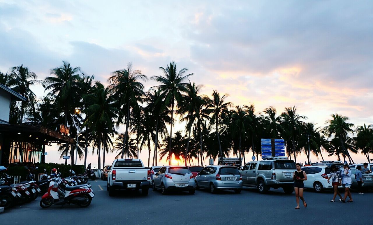 CARS MOVING ON PALM TREES IN CITY AGAINST SKY