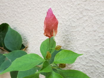 Close-up of flower blooming outdoors