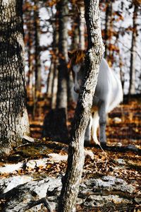 Trees in forest