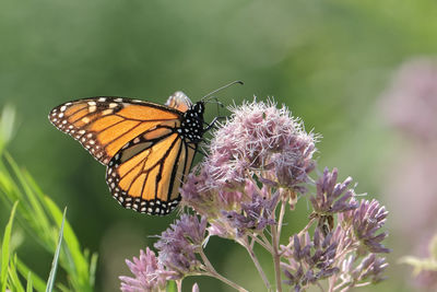 Close-up of butterfly pollinating on flower