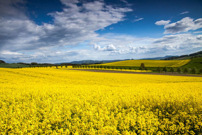 Scenic view of oilseed rape field against sky