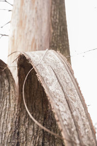 Low angle view of tree trunk against wall