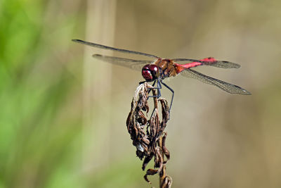 Close-up of dragonfly