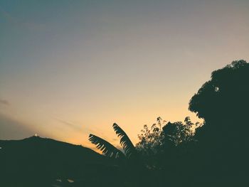 Silhouette trees and plants against sky during sunset