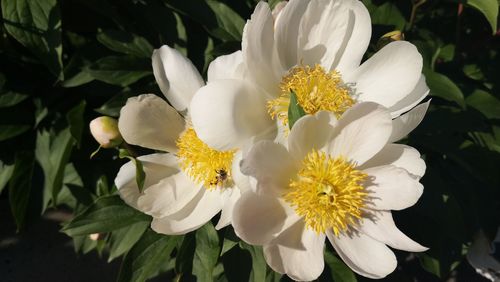 Close-up of white flowering plants