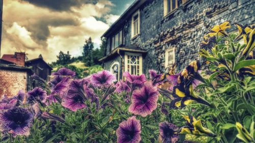 Low angle view of flowers against house
