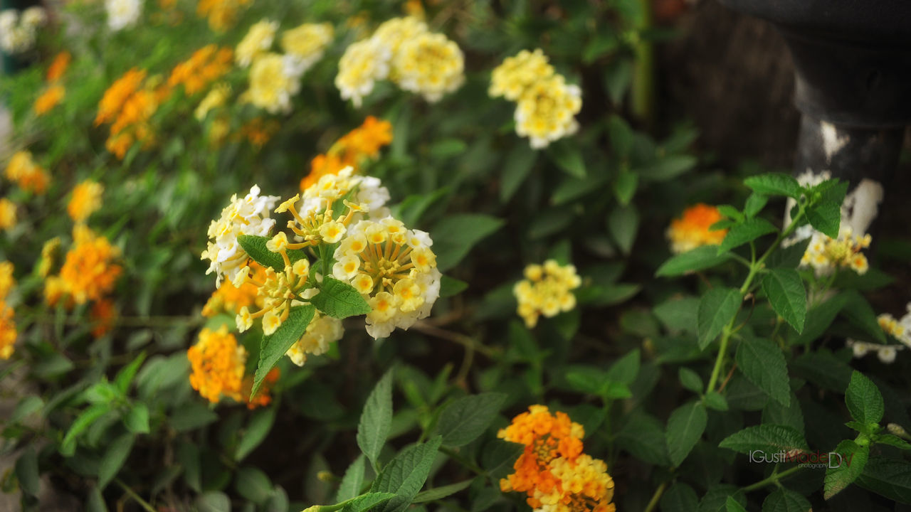 CLOSE-UP OF YELLOW MARIGOLD FLOWERS