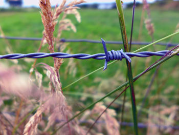 Close-up of barbed wire by plants on field