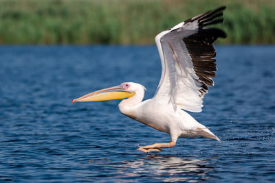 Bird flying over water