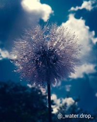Low angle view of dandelion against sky