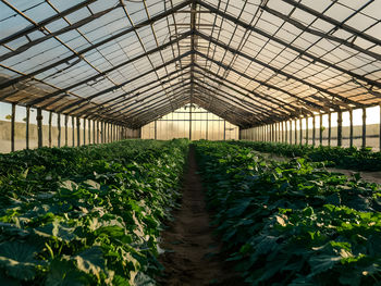 Plants growing in greenhouse