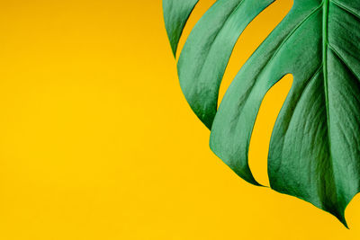 Close-up of yellow flower