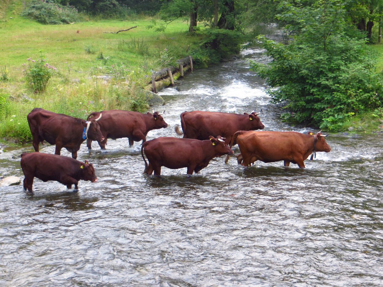 Summer grazing