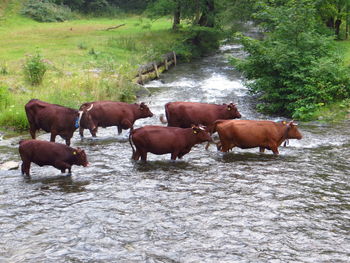 Cows on riverbank against trees
