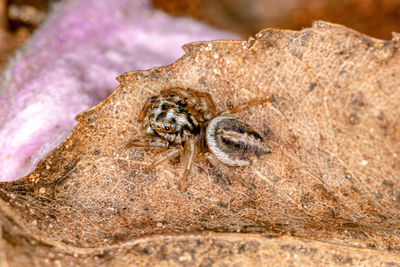 Close-up of spider on rock