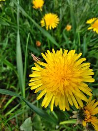 Close-up of yellow dandelion flower on field