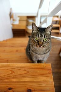 Portrait of cat sitting on table
