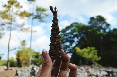 Cropped hand of woman holding pine cone against sky