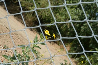 Chainlink fence on chainlink fence