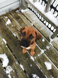 High angle portrait of dog in snow